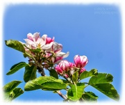 18th Apr 2024 - Apple Blossom