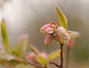 18th Apr 2024 - Pointillism Blueberry blooms...........