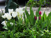 18th Apr 2024 - Tulips, cont.