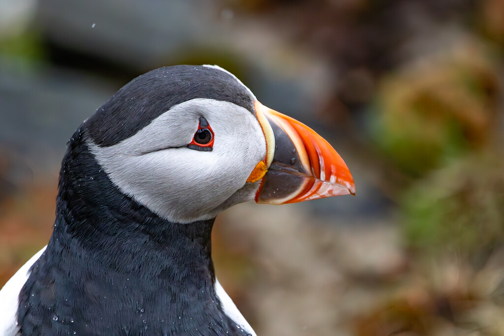 Puffin by lifeat60degrees