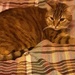 Holly our tabby cat. by grace55