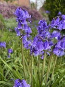 15th Apr 2024 - Hyacinth