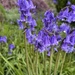 Hyacinth by lexy_wat
