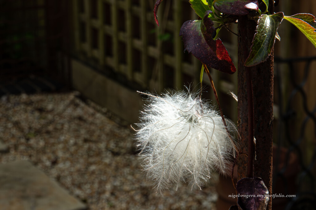 Clematis seed pod? by nigelrogers