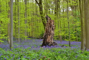 16th Apr 2024 - Enchanted Forest