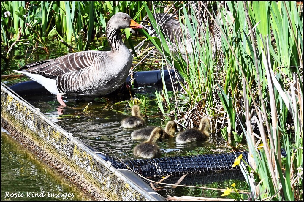 Mrs Goose with her babies by rosiekind