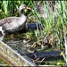 Mrs Goose with her babies by rosiekind
