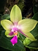 18th Apr 2024 - Another orchid