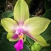 Another orchid