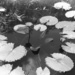 Lilies  by monachorome
