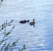 18th Apr 2024 - First ducklings