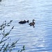 First ducklings