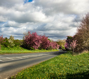 15th Apr 2024 - Road Side Blossoms