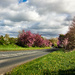 Road Side Blossoms by tonus
