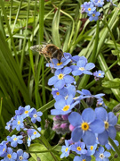 16th Apr 2024 - Visiting Bee