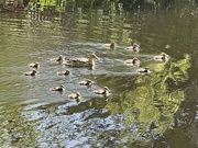 18th Apr 2024 - Ducklings