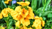 18th Apr 2024 - Golden Flowers 