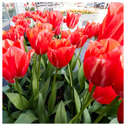 14th Apr 2024 - Tulips