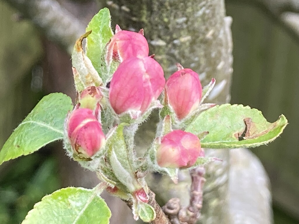 Apple Tree Blossom by cataylor41