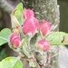 Apple Tree Blossom by cataylor41