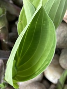 18th Apr 2024 - Hosta Leaf