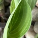 Hosta Leaf by cataylor41