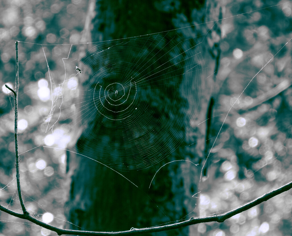 tiny spider big web by koalagardens