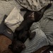 Sleepy Baby Dog by wincho84