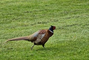 18th Apr 2024 - Pheasant checking out my golf swing at Worldham!!