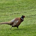 Pheasant checking out my golf swing at Worldham!!