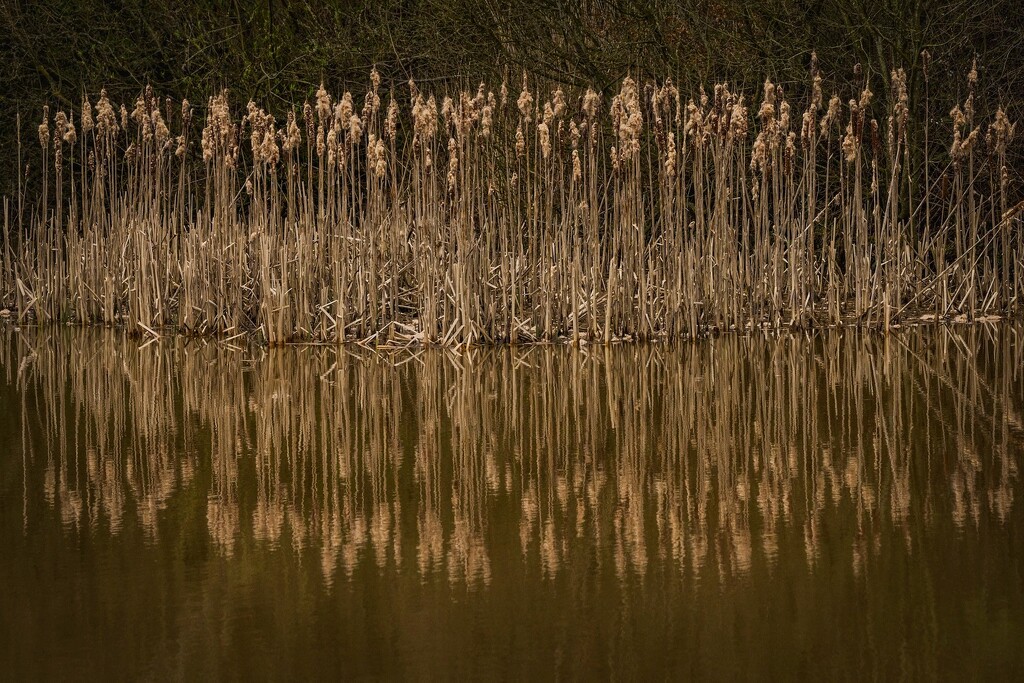 Reeds….. by billdavidson