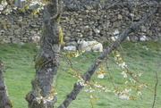 18th Apr 2024 - the ewes and lambs slept in this morning 
