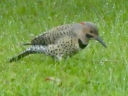 18th Apr 2024 - Northern Flicker