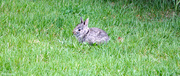 18th Apr 2024 - Little bunny