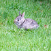 Little bunny by larrysphotos