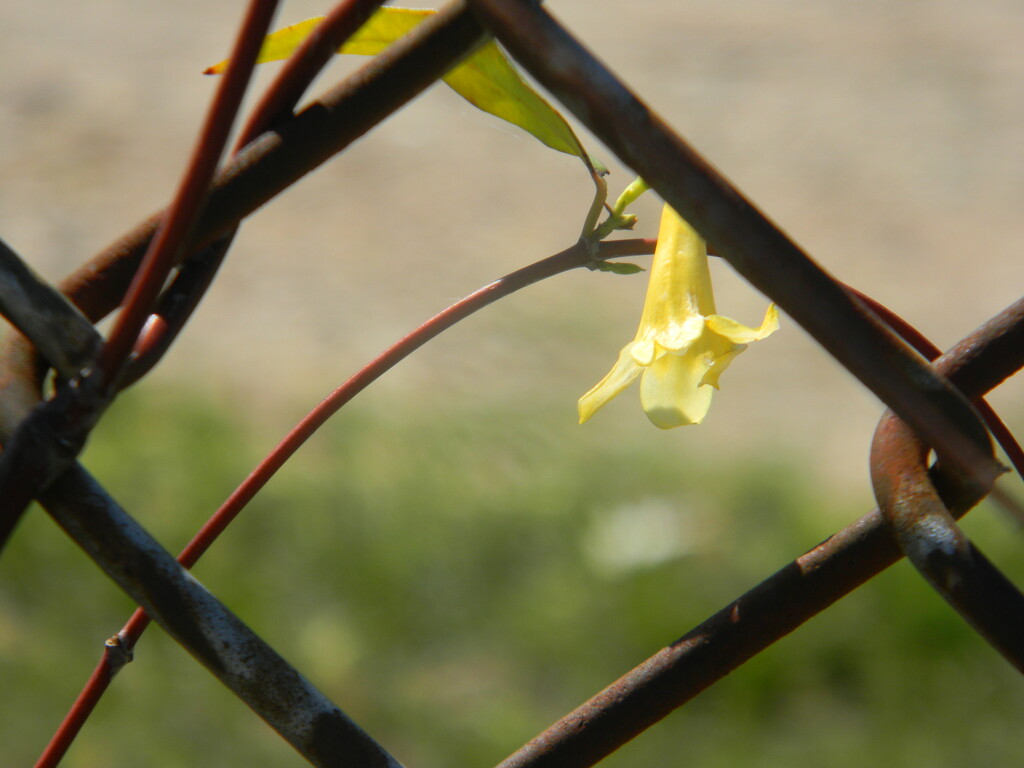 Flower In Fence  by sfeldphotos