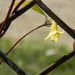 Flower In Fence  by sfeldphotos