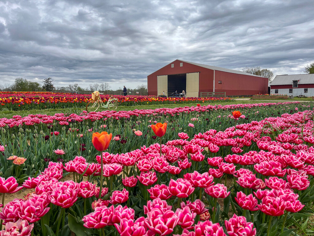 Holland Tulip Farm by pdulis