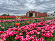 18th Apr 2024 - Holland Tulip Farm