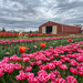 Holland Tulip Farm by pdulis