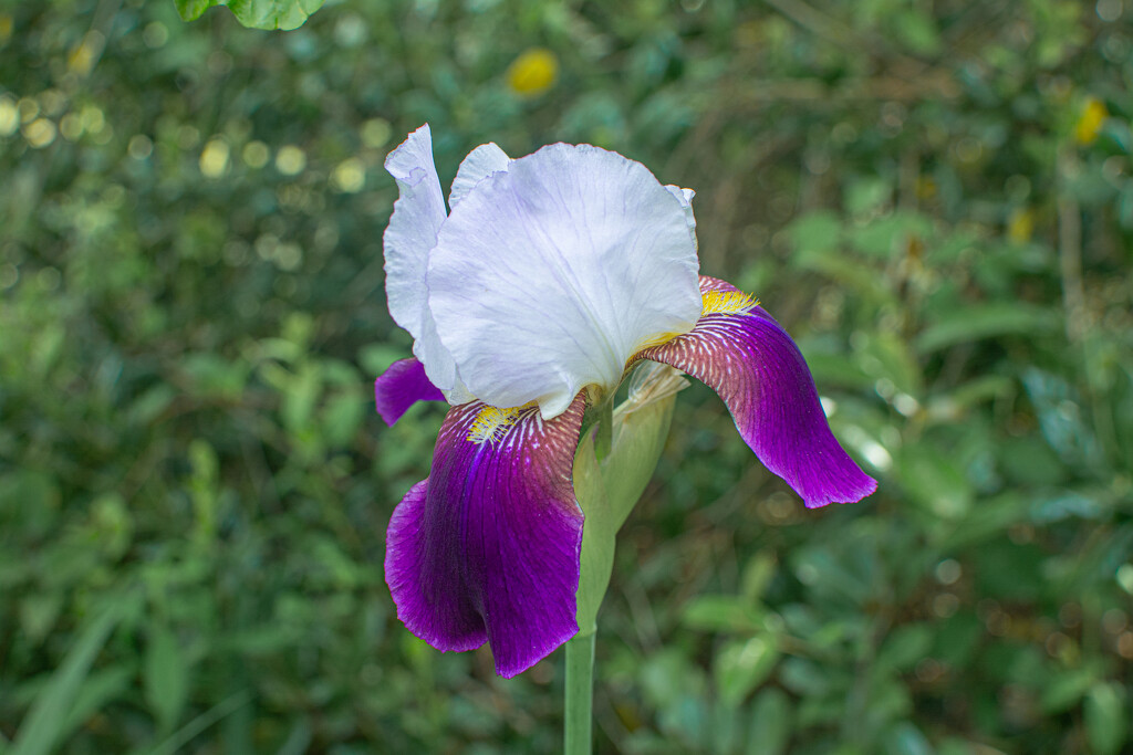 Purple Bearded Iris... by thewatersphotos