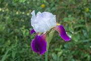 17th Apr 2024 - Purple Bearded Iris...