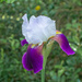 Purple Bearded Iris...