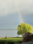 18th Apr 2024 - Rainbow above a tree. 