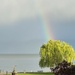 Rainbow above a tree.  by cocobella