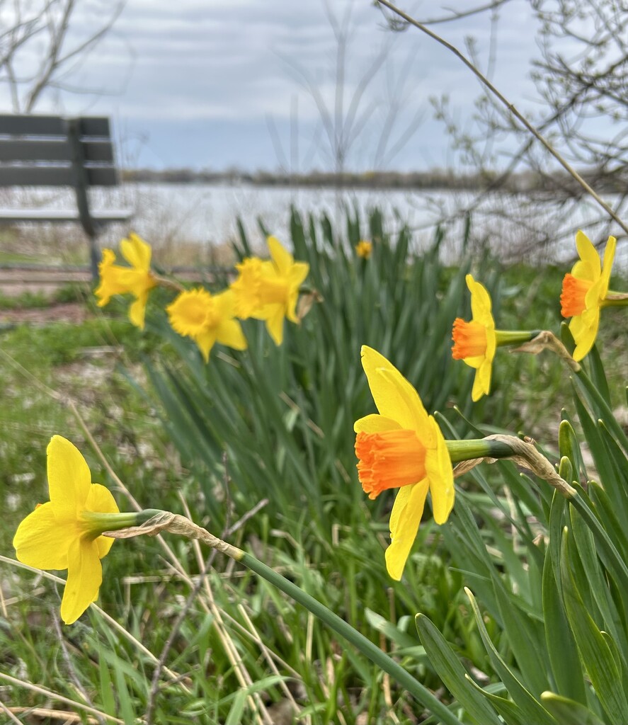 Daffodils by the river  by mltrotter