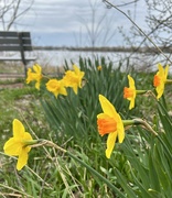 18th Apr 2024 - Daffodils by the river 