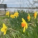 Daffodils by the river  by mltrotter
