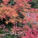 Japanese maple tree  by sonyam