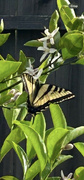 18th Apr 2024 - Butterfly